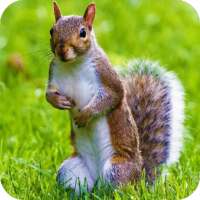 Squirrel Wallpaper on 9Apps