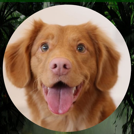 Animal sounds: All Animal sound for kids icon