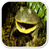 FROG Sounds icon