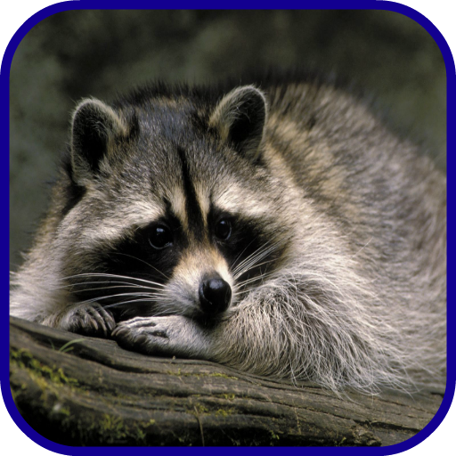 Raccoon Wallpaper icon