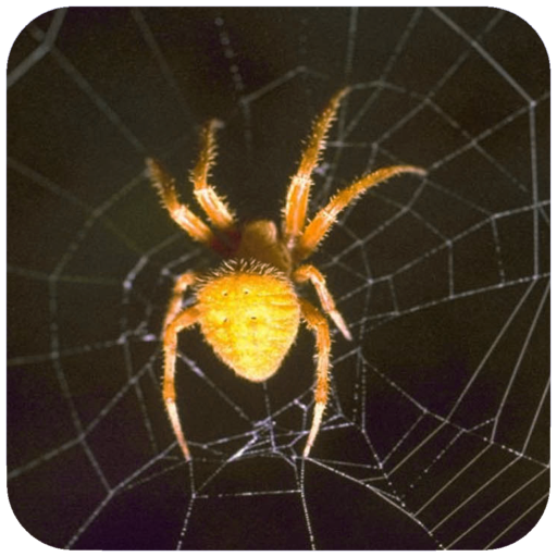 HD Spider Wallpaper icon