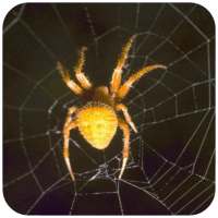 HD Spider Wallpaper on 9Apps