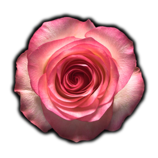 Rose Wallpapers HD - Latest Collection 2020 icon