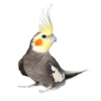 هواة الطيور