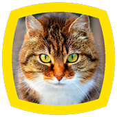Cat Sounds icon