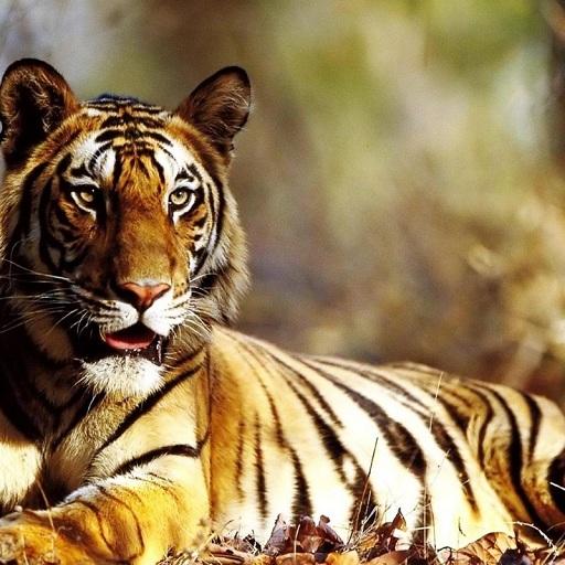 Tiger Wallpapers icon