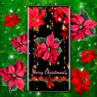 Poinsettia 4K Christmas Flower on 9Apps