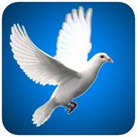 Bird HD Wallpaper on 9Apps