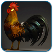 Rooster Sound Ringtones icon