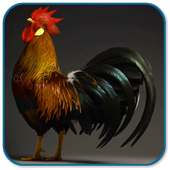 Rooster Sound Ringtones