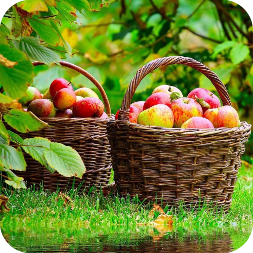 Fruit Apple Wallpaper HD icon