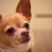 Chihuahua Dogs Jigsaw Puzzles icon