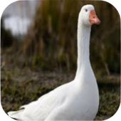 Goose Sounds icon