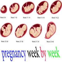 pregnancy week by week on 9Apps