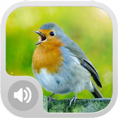 Robin Bird Sounds HD icon