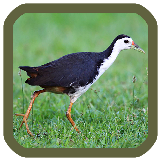 เสียงนกกวักต่อ เสียงนกไก่นา icon