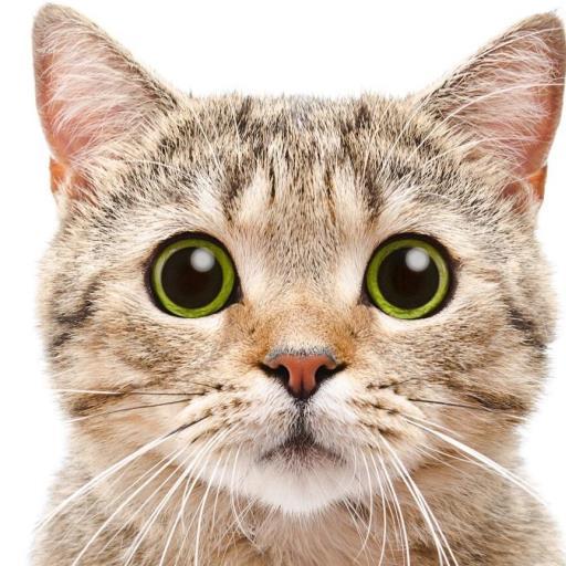 Cute Cat Wallpaper icon