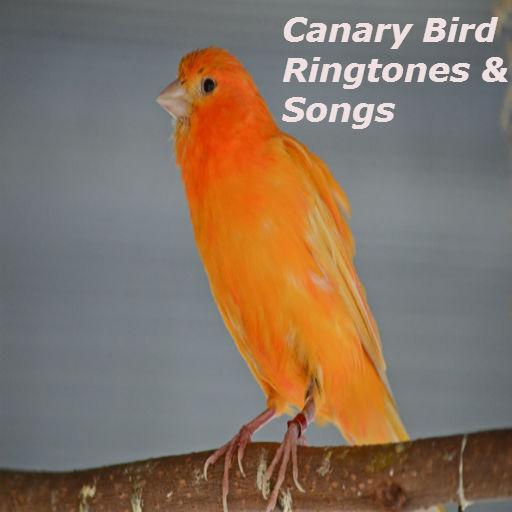 Canary Bird Ringtones &amp; Songs icon