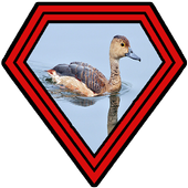 ikon Suara Burung Belibis