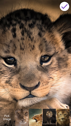 Lion Wallpapers screenshot 6