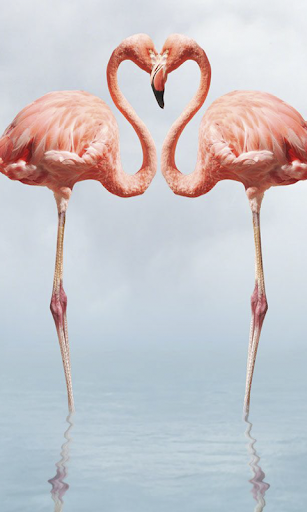 Birdpaper - Bird Mobile Wallpapers screenshot 2