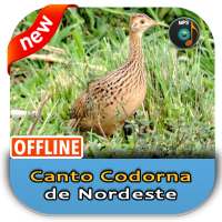 Canto Codorna de Nordeste on 9Apps