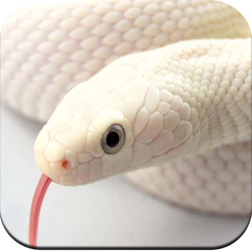 Snake Wallpaper HD أيقونة