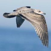 Don Gull Wallpapers icon