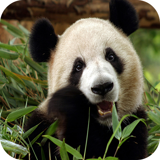 Panda 4K Wallpaper icon