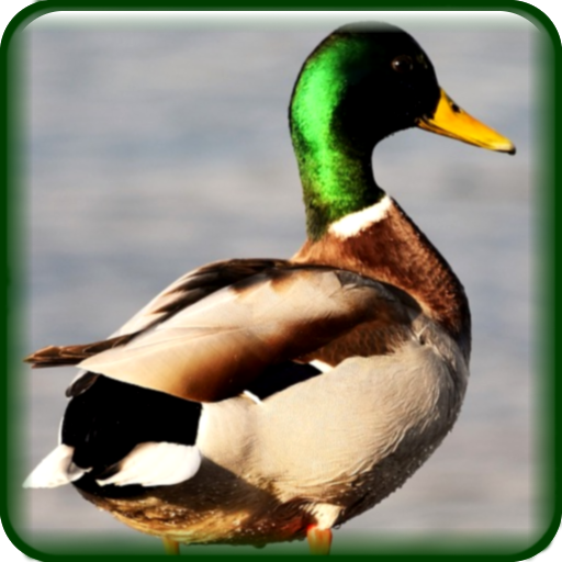 Duck Hunting Calls Free icon