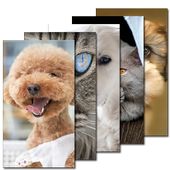 Cat and Dog Wallpaper HD icon