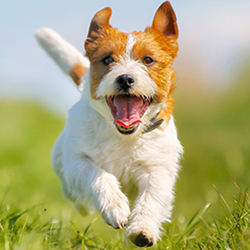 Parsons Dog Simulator icon