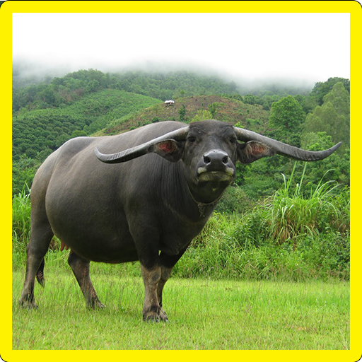 Buffalo Memory Game icon