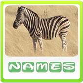 Animals Quiz