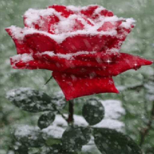 Icy Red Rose Live Wallpaper icon
