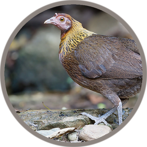 เสียงไก่ต่อตัวเมีย icon