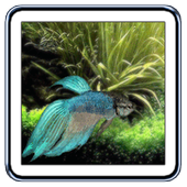 Betta Fish Live Wallpaper icon