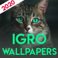 Cats  Wallpapers 4K [Backgrounds full HD] for cats