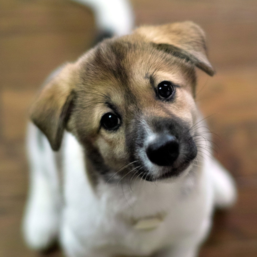 Puppies dogs live wallpaper icon