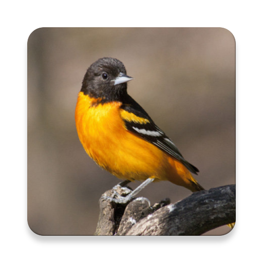 เสียงนกขมิ้น ~ Sclip.app icon