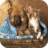Cat &amp; Dog Puzzle Memory Game icon