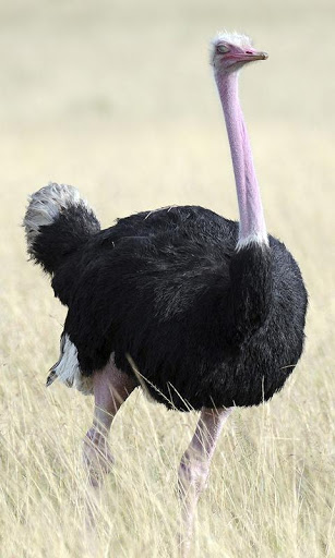 Ostrich Wallpaper screenshot 2