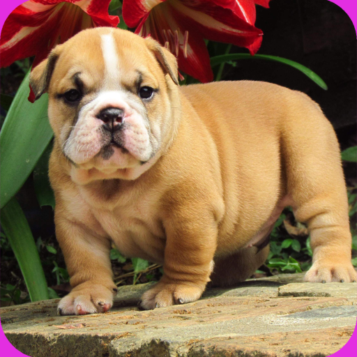 Bulldog Full HD Wallpaper icon