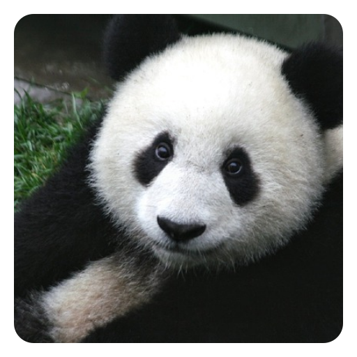 The Best Random Guess Quiz - 2019 Quiz icon