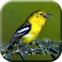 Suara Burung Sirtu Pikat on 9Apps
