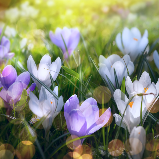 Spring Landscapes Wallpaper icon