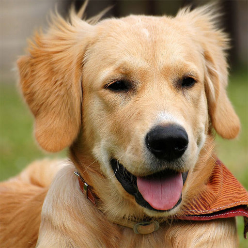 Dogs Jigsaw Puzzles أيقونة