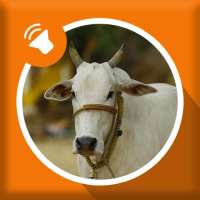 Cow Sounds - Cow Mooing and Bell Sounds