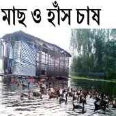 মাছ ও হাঁস চাষ পদ্ধতি এক সাথে