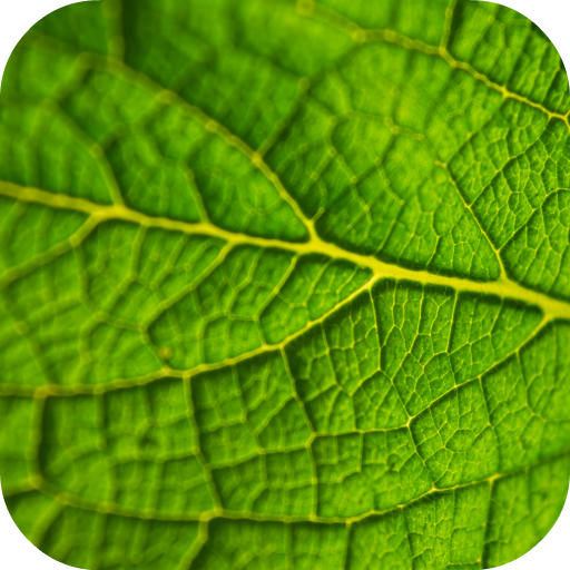 Leaf Wallpaper icon